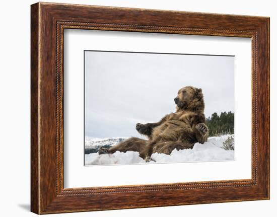 Brown Bear (Grizzly) (Ursus Arctos), Montana, United States of America, North America-Janette Hil-Framed Photographic Print