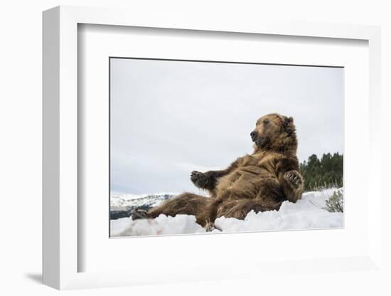 Brown Bear (Grizzly) (Ursus Arctos), Montana, United States of America, North America-Janette Hil-Framed Photographic Print