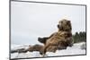 Brown Bear (Grizzly) (Ursus Arctos), Montana, United States of America, North America-Janette Hil-Mounted Photographic Print