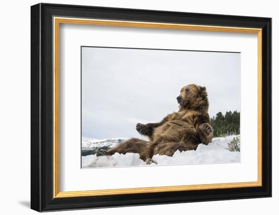 Brown Bear (Grizzly) (Ursus Arctos), Montana, United States of America, North America-Janette Hil-Framed Photographic Print