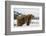 Brown Bear (Grizzly) (Ursus Arctos), Montana, United States of America, North America-Janette Hil-Framed Photographic Print