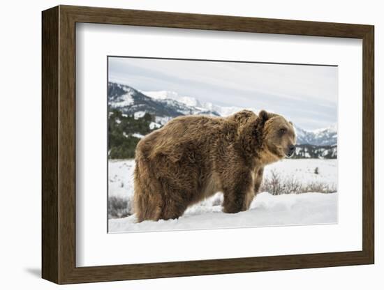 Brown Bear (Grizzly) (Ursus Arctos), Montana, United States of America, North America-Janette Hil-Framed Photographic Print