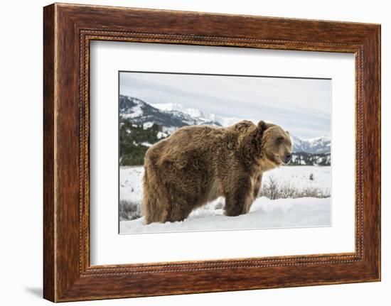 Brown Bear (Grizzly) (Ursus Arctos), Montana, United States of America, North America-Janette Hil-Framed Photographic Print