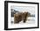 Brown Bear (Grizzly) (Ursus Arctos), Montana, United States of America, North America-Janette Hil-Framed Photographic Print