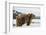 Brown Bear (Grizzly) (Ursus Arctos), Montana, United States of America, North America-Janette Hil-Framed Photographic Print