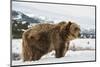 Brown Bear (Grizzly) (Ursus Arctos), Montana, United States of America, North America-Janette Hil-Mounted Photographic Print