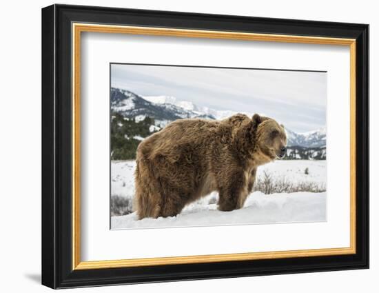 Brown Bear (Grizzly) (Ursus Arctos), Montana, United States of America, North America-Janette Hil-Framed Photographic Print