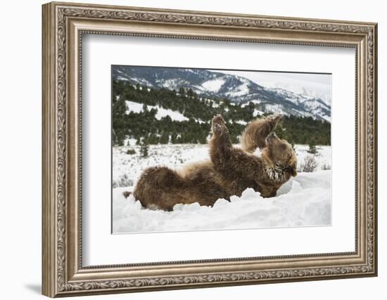 Brown Bear (Grizzly) (Ursus Arctos), Montana, United States of America, North America-Janette Hil-Framed Photographic Print