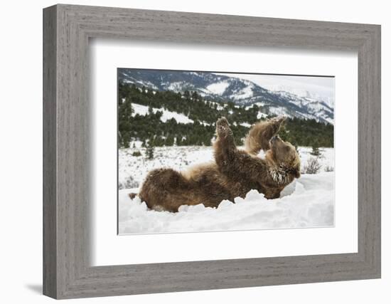 Brown Bear (Grizzly) (Ursus Arctos), Montana, United States of America, North America-Janette Hil-Framed Photographic Print