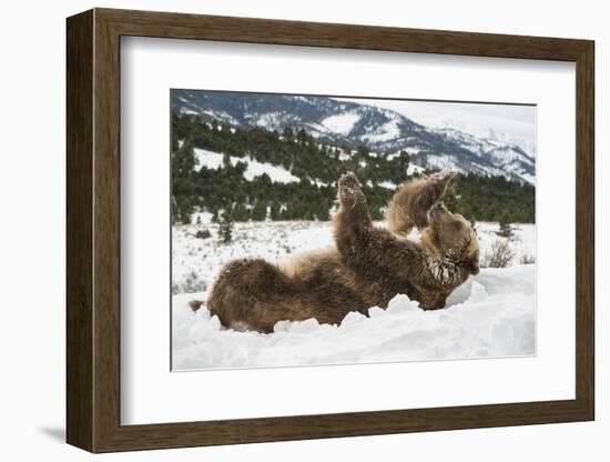 Brown Bear (Grizzly) (Ursus Arctos), Montana, United States of America, North America-Janette Hil-Framed Photographic Print