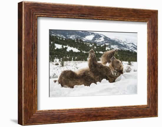 Brown Bear (Grizzly) (Ursus Arctos), Montana, United States of America, North America-Janette Hil-Framed Photographic Print