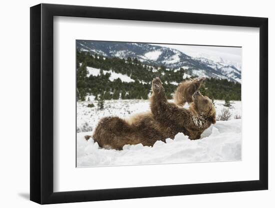 Brown Bear (Grizzly) (Ursus Arctos), Montana, United States of America, North America-Janette Hil-Framed Photographic Print