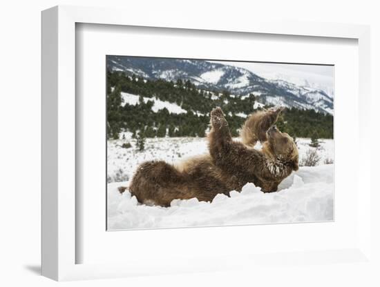 Brown Bear (Grizzly) (Ursus Arctos), Montana, United States of America, North America-Janette Hil-Framed Photographic Print