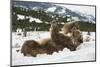 Brown Bear (Grizzly) (Ursus Arctos), Montana, United States of America, North America-Janette Hil-Mounted Photographic Print