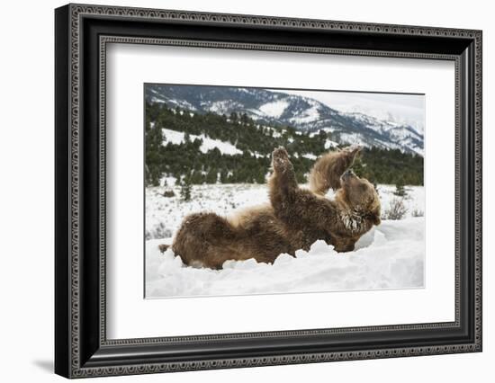 Brown Bear (Grizzly) (Ursus Arctos), Montana, United States of America, North America-Janette Hil-Framed Photographic Print