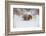 Brown Bear (Grizzly) (Ursus Arctos), Montana, United States of America, North America-Janette Hil-Framed Photographic Print