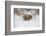 Brown Bear (Grizzly) (Ursus Arctos), Montana, United States of America, North America-Janette Hil-Framed Photographic Print