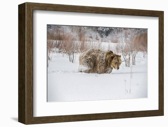 Brown Bear (Grizzly) (Ursus Arctos), Montana, United States of America, North America-Janette Hil-Framed Photographic Print