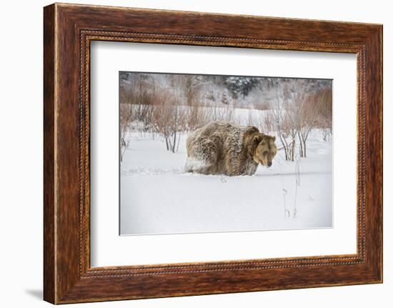 Brown Bear (Grizzly) (Ursus Arctos), Montana, United States of America, North America-Janette Hil-Framed Photographic Print