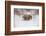 Brown Bear (Grizzly) (Ursus Arctos), Montana, United States of America, North America-Janette Hil-Framed Photographic Print