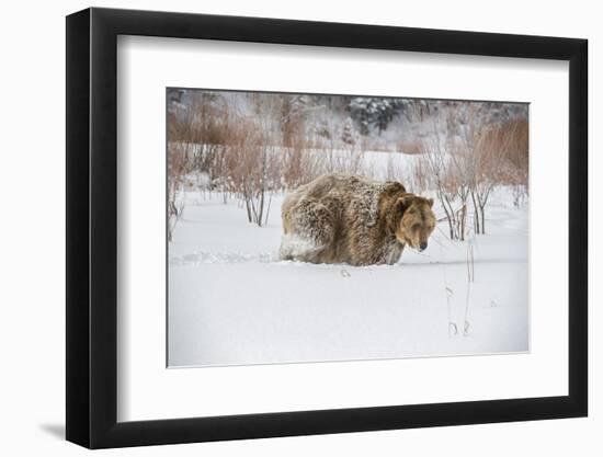 Brown Bear (Grizzly) (Ursus Arctos), Montana, United States of America, North America-Janette Hil-Framed Photographic Print