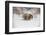 Brown Bear (Grizzly) (Ursus Arctos), Montana, United States of America, North America-Janette Hil-Framed Photographic Print