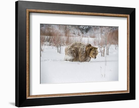 Brown Bear (Grizzly) (Ursus Arctos), Montana, United States of America, North America-Janette Hil-Framed Photographic Print