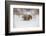 Brown Bear (Grizzly) (Ursus Arctos), Montana, United States of America, North America-Janette Hil-Framed Photographic Print