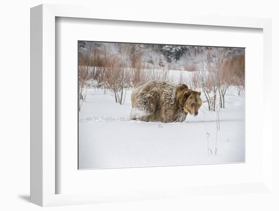 Brown Bear (Grizzly) (Ursus Arctos), Montana, United States of America, North America-Janette Hil-Framed Photographic Print