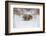 Brown Bear (Grizzly) (Ursus Arctos), Montana, United States of America, North America-Janette Hil-Framed Photographic Print