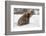 Brown Bear (Grizzly) (Ursus Arctos), Montana, United States of America, North America-Janette Hil-Framed Photographic Print