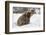 Brown Bear (Grizzly) (Ursus Arctos), Montana, United States of America, North America-Janette Hil-Framed Photographic Print