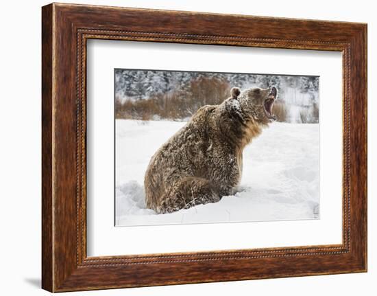 Brown Bear (Grizzly) (Ursus Arctos), Montana, United States of America, North America-Janette Hil-Framed Photographic Print