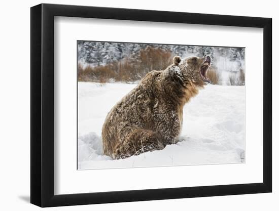 Brown Bear (Grizzly) (Ursus Arctos), Montana, United States of America, North America-Janette Hil-Framed Photographic Print