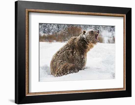 Brown Bear (Grizzly) (Ursus Arctos), Montana, United States of America, North America-Janette Hil-Framed Photographic Print