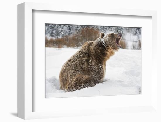 Brown Bear (Grizzly) (Ursus Arctos), Montana, United States of America, North America-Janette Hil-Framed Photographic Print