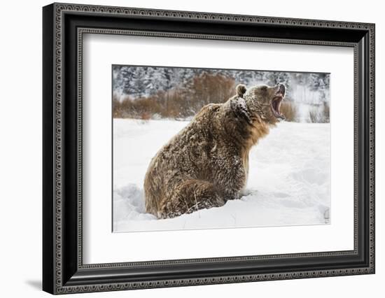 Brown Bear (Grizzly) (Ursus Arctos), Montana, United States of America, North America-Janette Hil-Framed Photographic Print