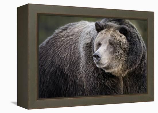 Brown Bear, Grizzly, Ursus Arctos, West Yellowstone, Montana-Maresa Pryor-Framed Premier Image Canvas