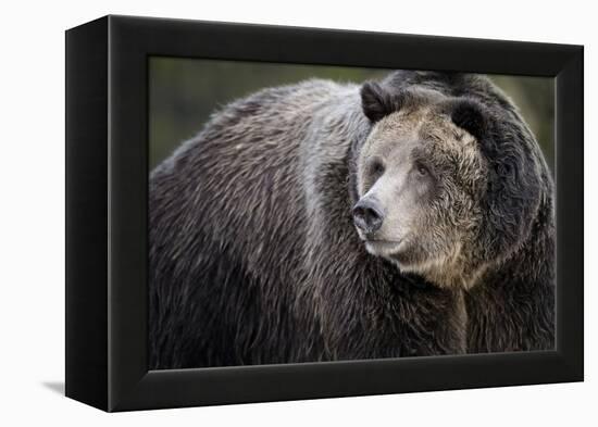 Brown Bear, Grizzly, Ursus Arctos, West Yellowstone, Montana-Maresa Pryor-Framed Premier Image Canvas