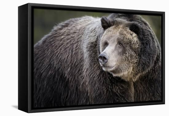 Brown Bear, Grizzly, Ursus Arctos, West Yellowstone, Montana-Maresa Pryor-Framed Premier Image Canvas