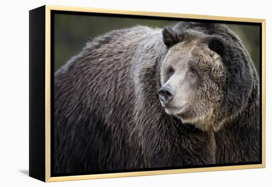 Brown Bear, Grizzly, Ursus Arctos, West Yellowstone, Montana-Maresa Pryor-Framed Premier Image Canvas