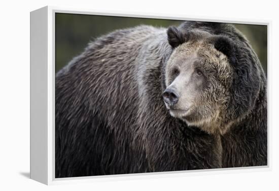 Brown Bear, Grizzly, Ursus Arctos, West Yellowstone, Montana-Maresa Pryor-Framed Premier Image Canvas