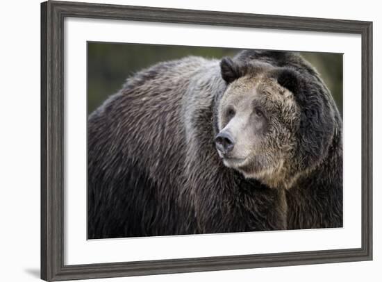 Brown Bear, Grizzly, Ursus Arctos, West Yellowstone, Montana-Maresa Pryor-Framed Photographic Print