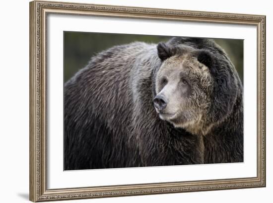 Brown Bear, Grizzly, Ursus Arctos, West Yellowstone, Montana-Maresa Pryor-Framed Photographic Print