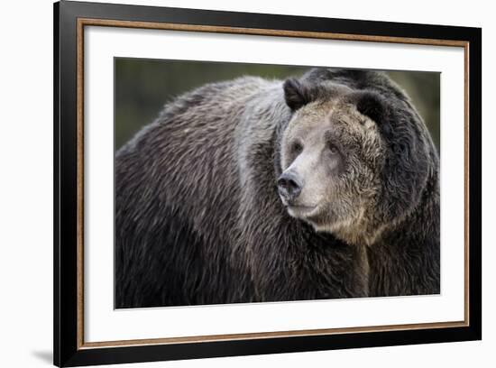 Brown Bear, Grizzly, Ursus Arctos, West Yellowstone, Montana-Maresa Pryor-Framed Photographic Print