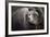 Brown Bear, Grizzly, Ursus Arctos, West Yellowstone, Montana-Maresa Pryor-Framed Photographic Print