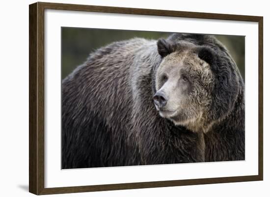 Brown Bear, Grizzly, Ursus Arctos, West Yellowstone, Montana-Maresa Pryor-Framed Photographic Print