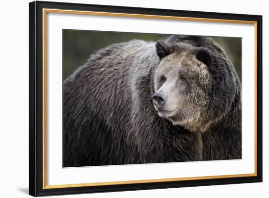 Brown Bear, Grizzly, Ursus Arctos, West Yellowstone, Montana-Maresa Pryor-Framed Photographic Print