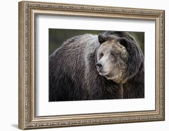 Brown Bear, Grizzly, Ursus Arctos, West Yellowstone, Montana-Maresa Pryor-Framed Photographic Print