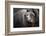 Brown Bear, Grizzly, Ursus Arctos, West Yellowstone, Montana-Maresa Pryor-Framed Photographic Print